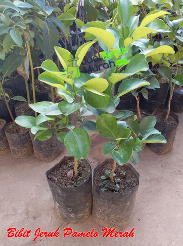 Jeruk pamelo Merah