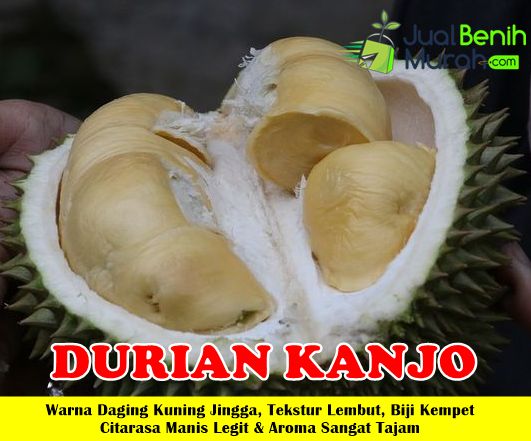 Bibit DUrian Kanjo