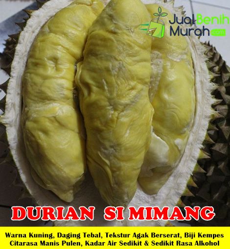 Bibit Durian Si Mimang