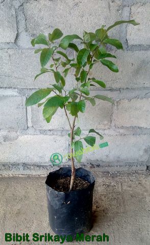 Bibit Srikaya Merah