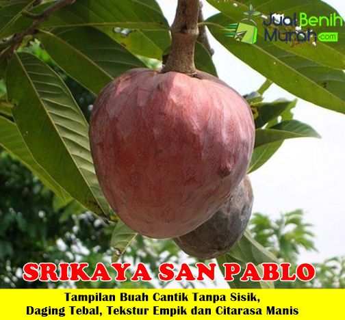 Bibit Srikaya San Pablo