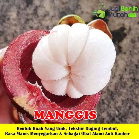 Bibit Manggis Unggul