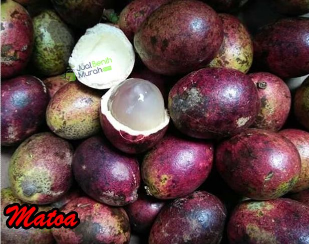 Buah Matoa