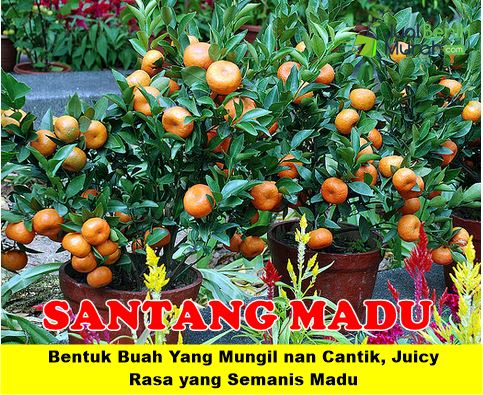 Bibit Santang Madu