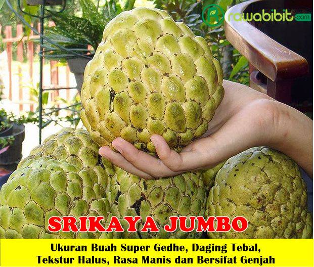 Bibit Srikaya Jumbo