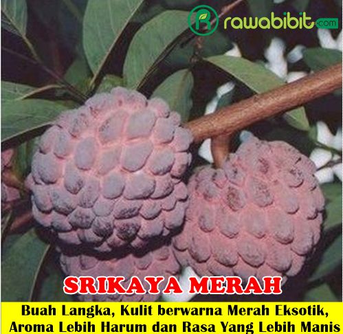 Bibit Srikaya Merah