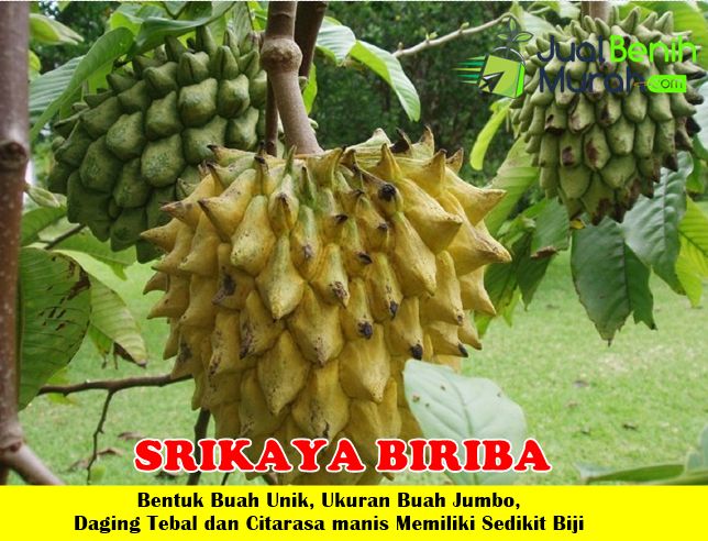 Bibit Srikaya biriba