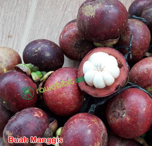 buah manggis