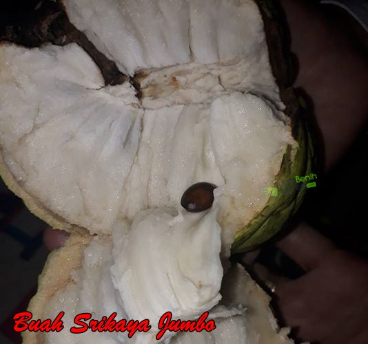 srikaya Jumbo Unggul