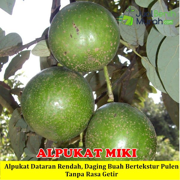 Bibit Alpukat Miki Unggul