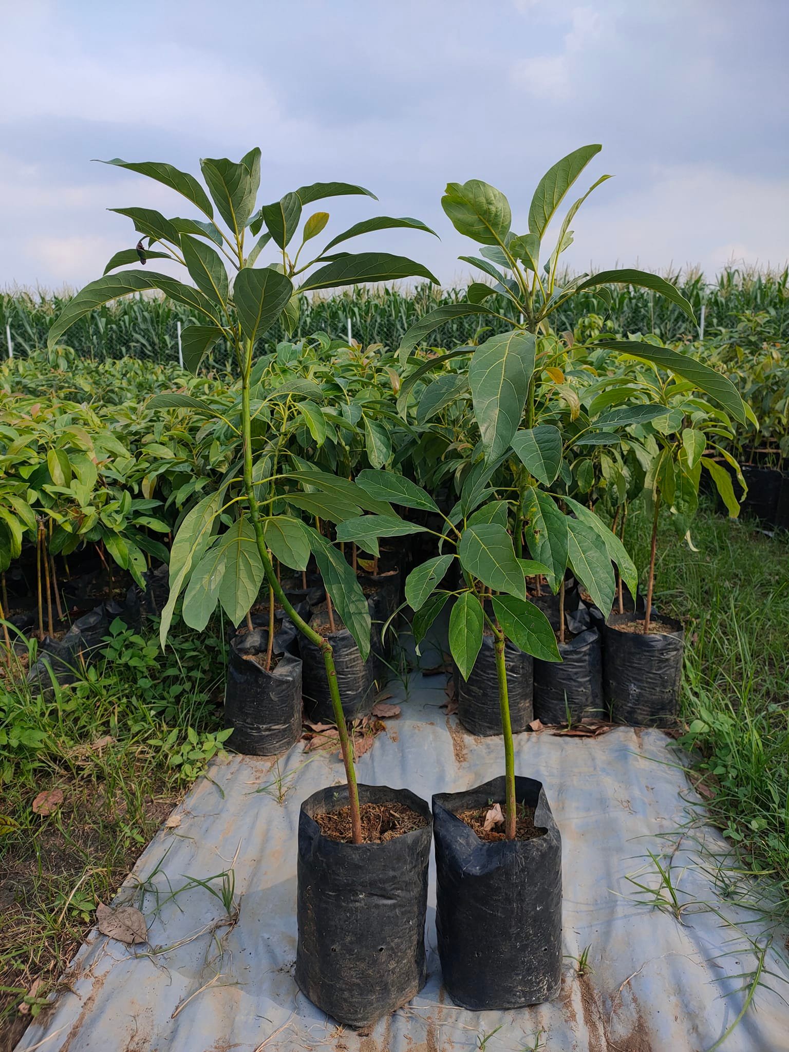 Bibit Alpukat Hass Super