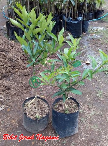 Bibit Jeruk Nagami unggul