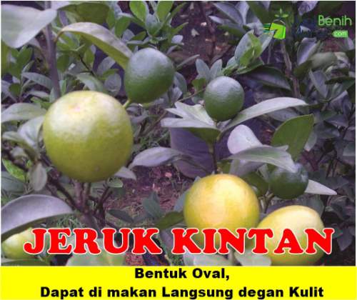 Bibit jeruk kintan Unggul