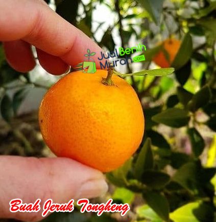 Buah Jeruk Tongheng