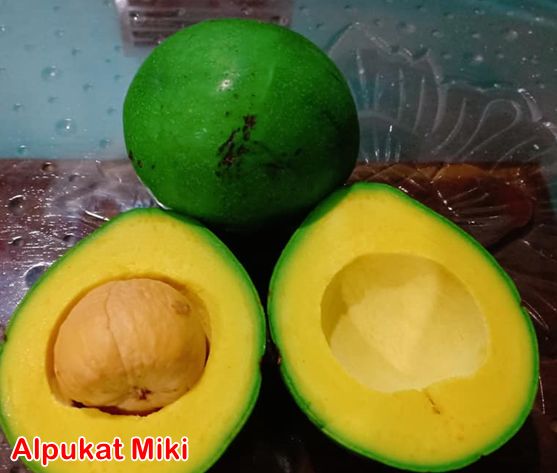 Buah alpukat miki segar