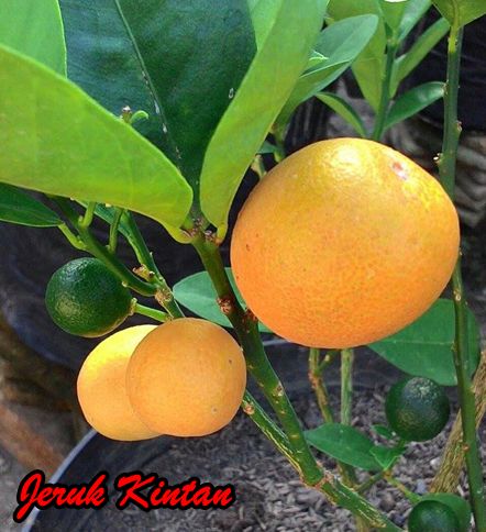 Jeruk Kintan Unggul