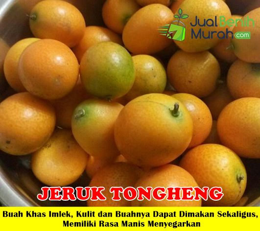 Bibit Jeruk Tongheng