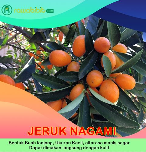 Bibit Jeruk nagami