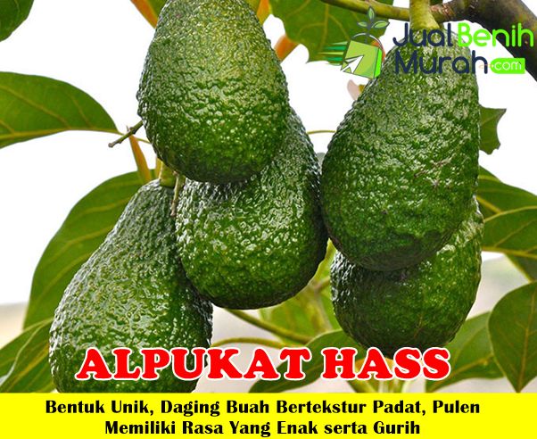 Bibit Alpukat Hass