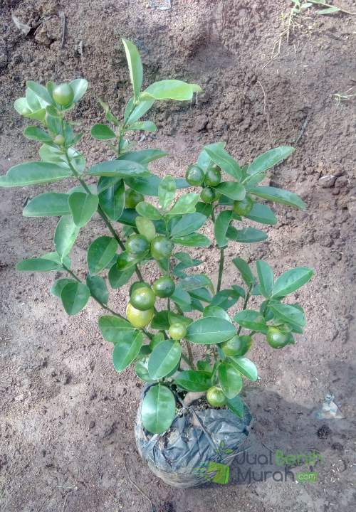 Tanaman Jeruk Kintan berbuah