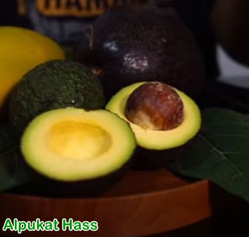 alpukat Hass unggul