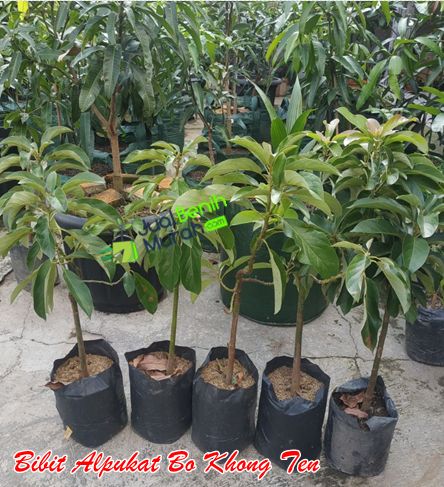 Bibit Alpukat Bo Khong Ten