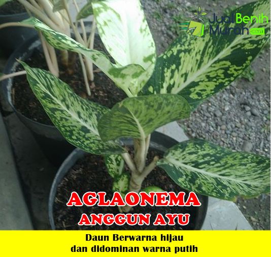 Jual Aglaonema Anggun Ayu