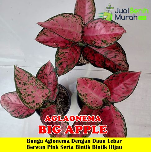 Aglaonema Big Apple