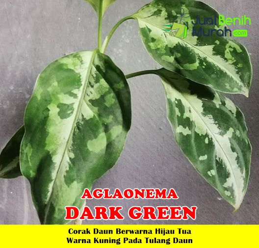 Aglaonema Dark Green