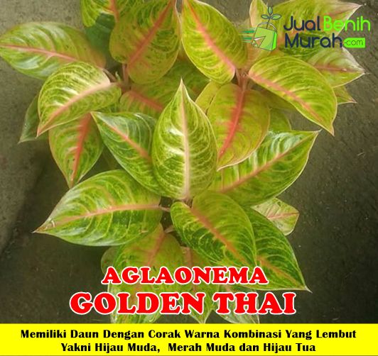 Aglaonema Golden Thai