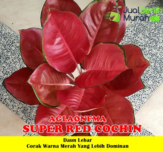 Jual Aglaonema Super Red Cochin