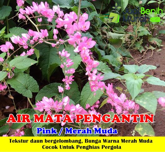  Bunga Air mata pengantin pink