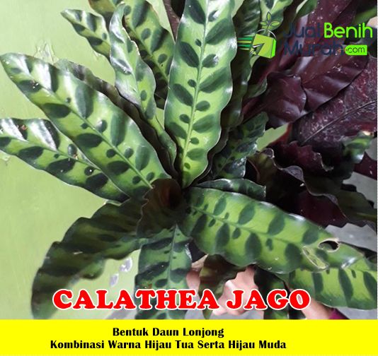 Calathea Jago