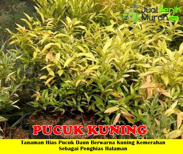 Tanaman Pucuk Kuning