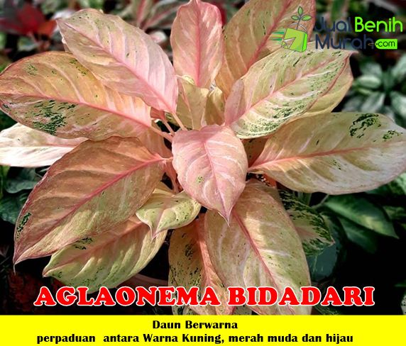 Tanaman Aglaonema Bidadari