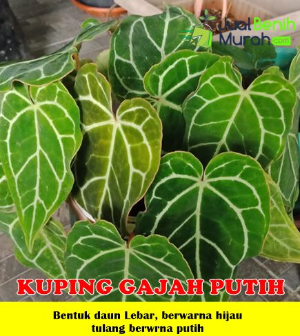 Jual Tanaman Kuping Gajah Putih