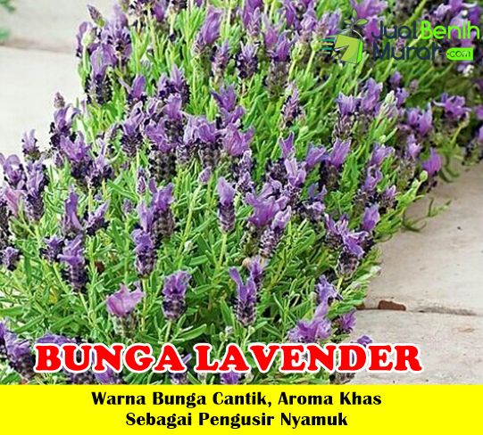 Tanaman Lavender