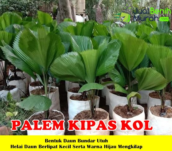 Tanaman Palem Kipas Kol