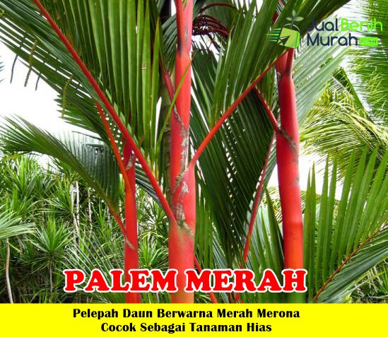Tanaman Palem Merah