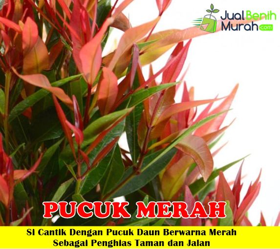 Tanaman Pucuk Merah