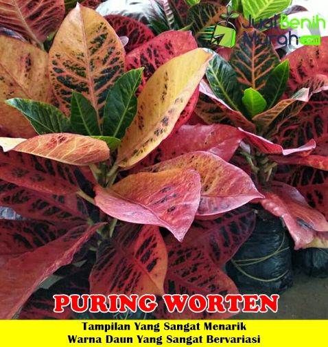 Tanaman Puring Worten