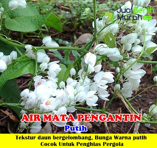  bunga air mata pengantin putih