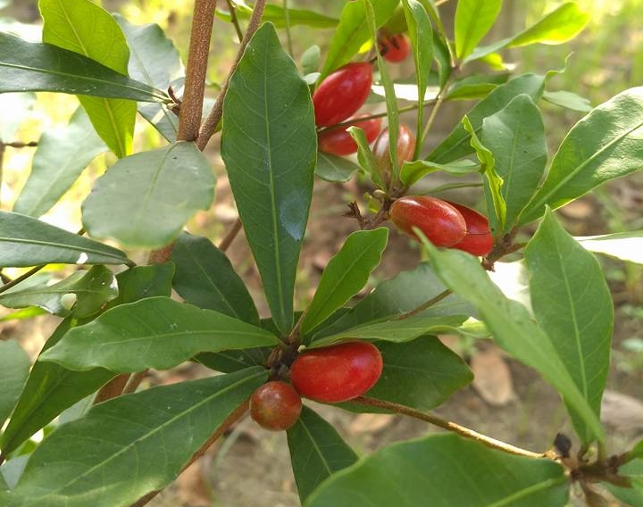 Miracle Fruit 10