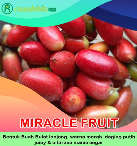 Bibit Miracle Fruit