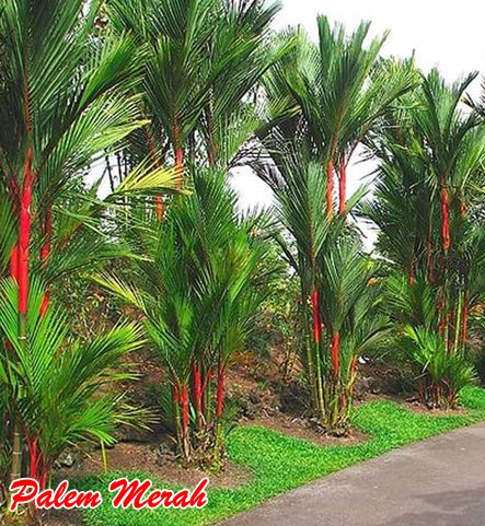 Palem merah