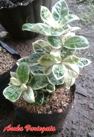 Tanaman Asoka Variegata
