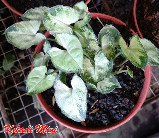 Tanaman Keladi Mini