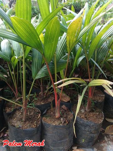 Tanaman Palem Merah