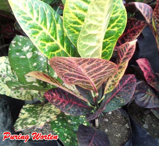 Tanaman puring worten