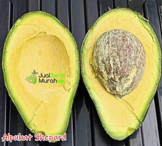 Buah Alpukat Shepard 1